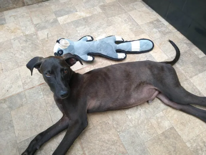 Cachorro ra a SRD-ViraLata idade 2 a 6 meses nome THIAGUINHO