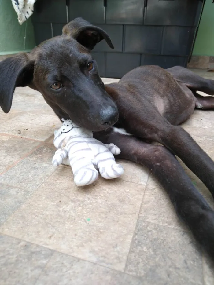 Cachorro ra a SRD-ViraLata idade 2 a 6 meses nome THIAGUINHO