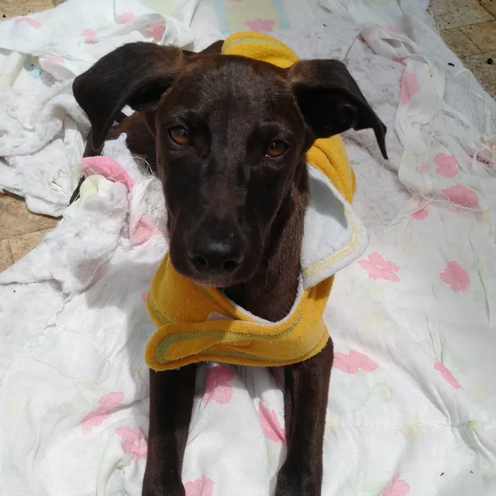 Cachorro ra a SRD-ViraLata idade 2 a 6 meses nome THIAGUINHO