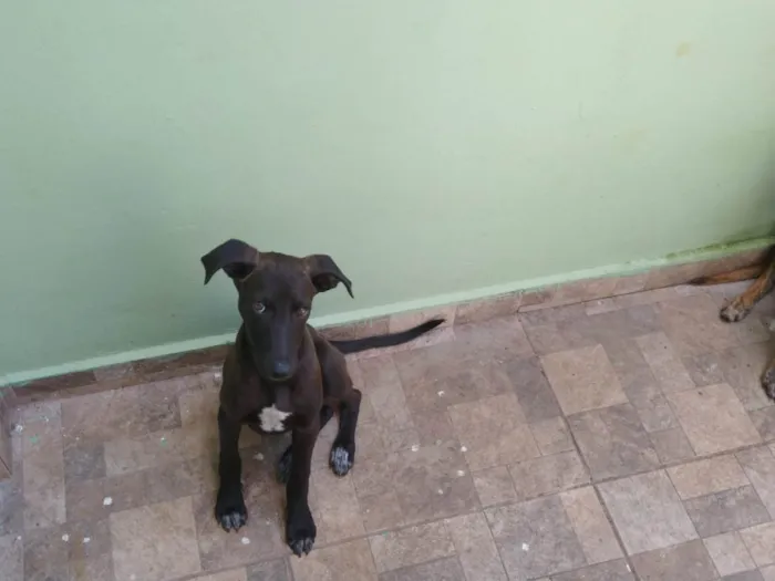 Cachorro ra a SRD-ViraLata idade 2 a 6 meses nome THIAGUINHO