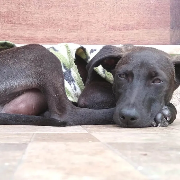 Cachorro ra a SRD-ViraLata idade 2 a 6 meses nome THIAGUINHO