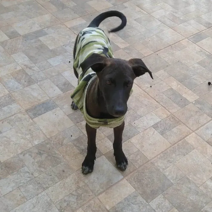 Cachorro ra a SRD-ViraLata idade 2 a 6 meses nome THIAGUINHO