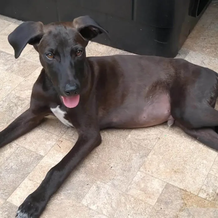 Cachorro ra a SRD-ViraLata idade 2 a 6 meses nome THIAGUINHO