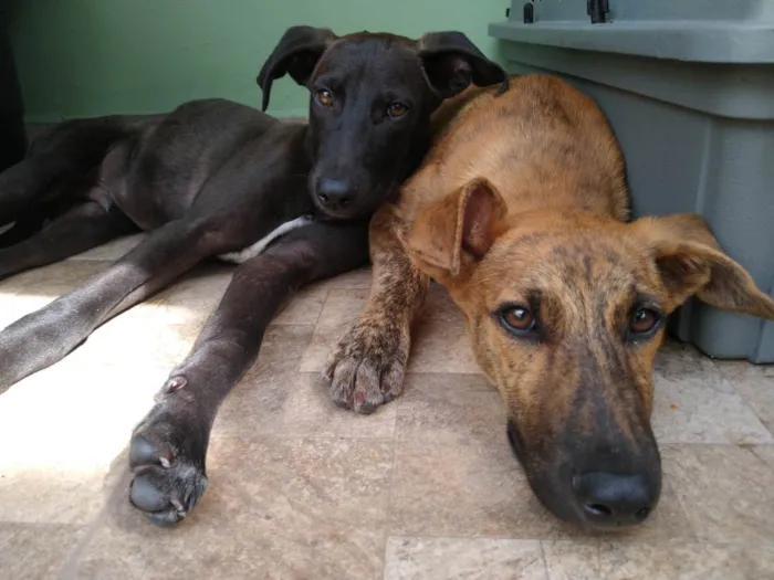 Cachorro ra a SRD-ViraLata idade 2 a 6 meses nome THIAGUINHO