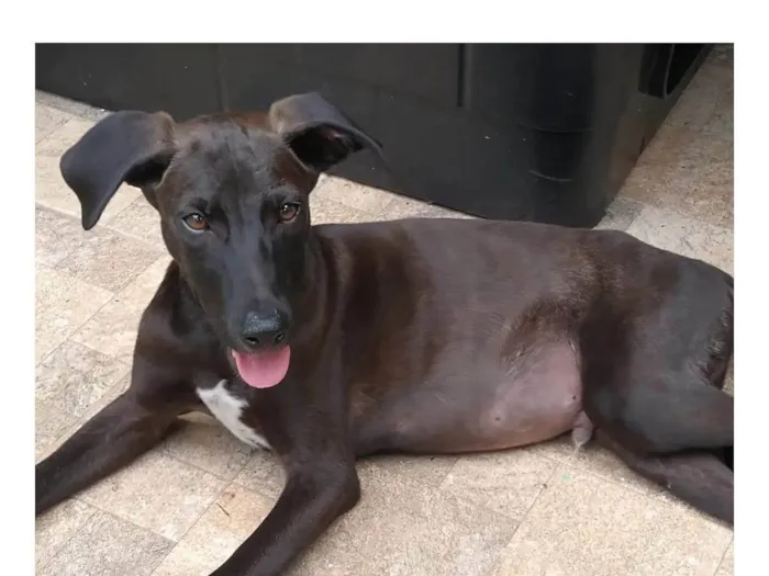 Cachorro ra a SRD-ViraLata idade 2 a 6 meses nome THIAGUINHO
