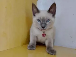 Gato raça  idade 2 a 6 meses nome Zeus