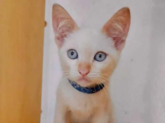 Gato raça SRD-ViraLata idade 2 a 6 meses nome Joca