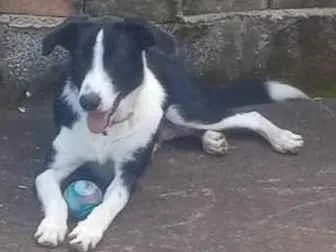 Cachorro ra a Vira-lata(border collie com burriler) idade 4 anos nome Bob