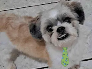 Cachorro raça Mestico  idade 1 ano nome Thomas 