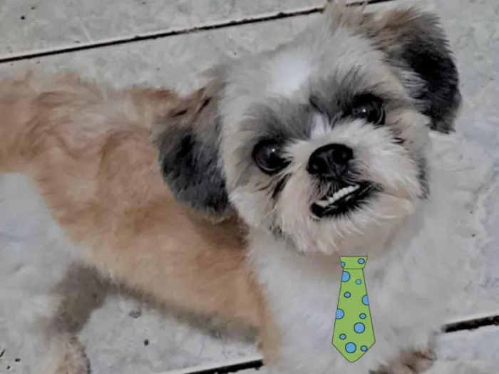 Cachorro ra a Mestico  idade 1 ano nome Thomas 