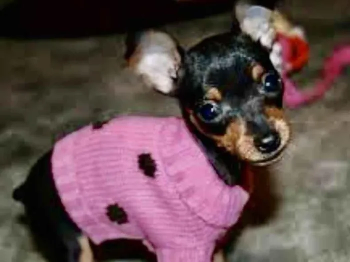 Cachorro raça Mestica  idade 2 a 6 meses nome Nina 