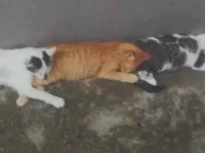 Gato raça Vira lata idade 2 a 6 meses nome Milena, Chico e Fred