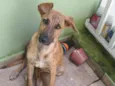 RODRIGUINHO