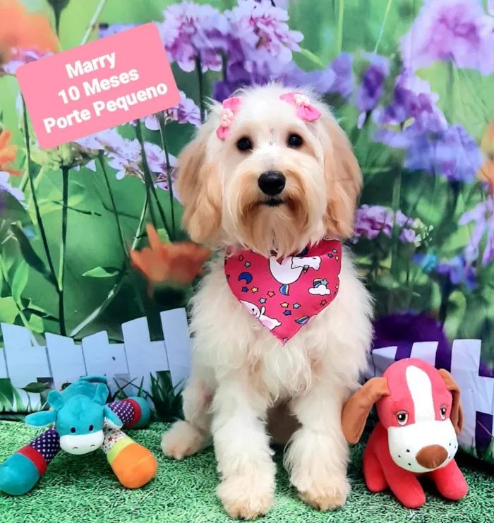 Cachorro raça SRD-ViraLata idade 7 a 11 meses nome Marry