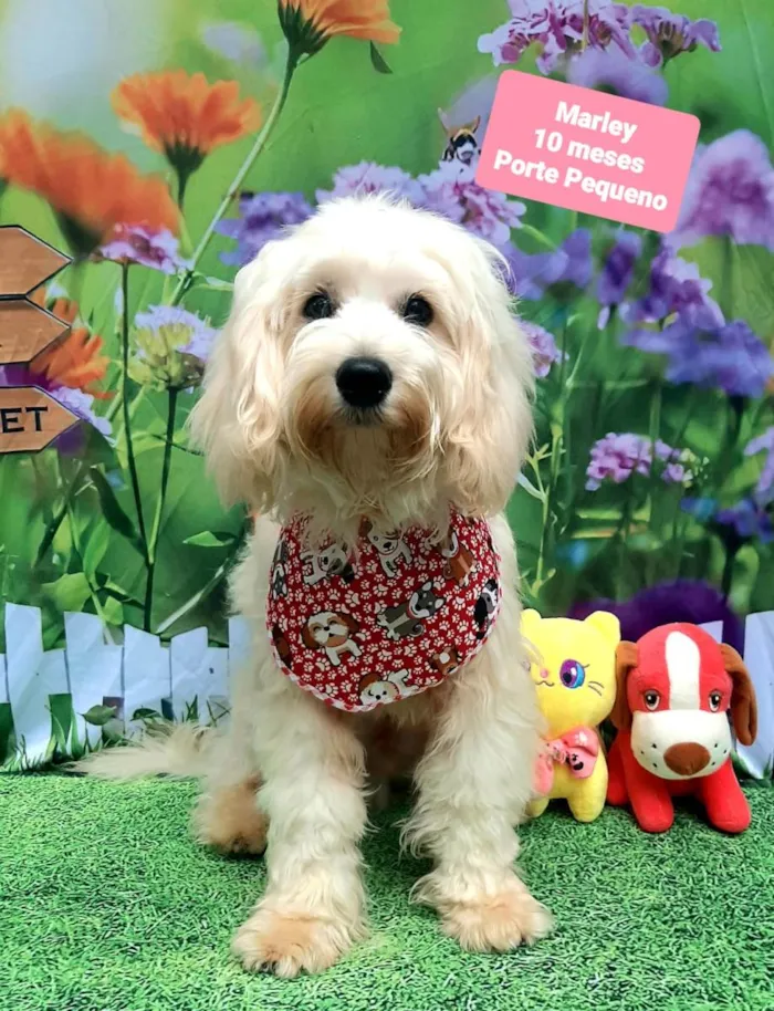 Cachorro raça SRD-ViraLata idade 7 a 11 meses nome Marley 