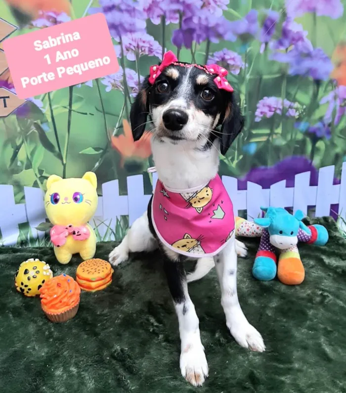 Cachorro raça SRD-ViraLata idade 1 ano nome Sabrina 