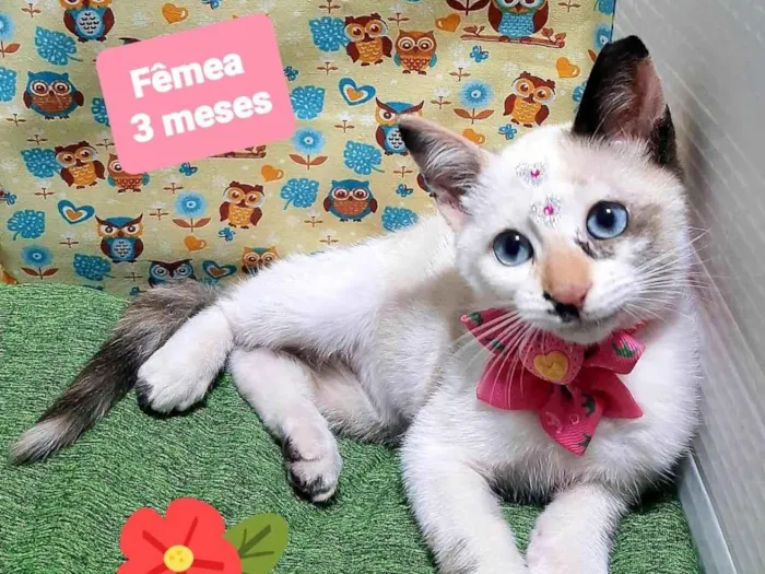 Gato raça SRD-ViraLata idade 2 a 6 meses nome Lari gato