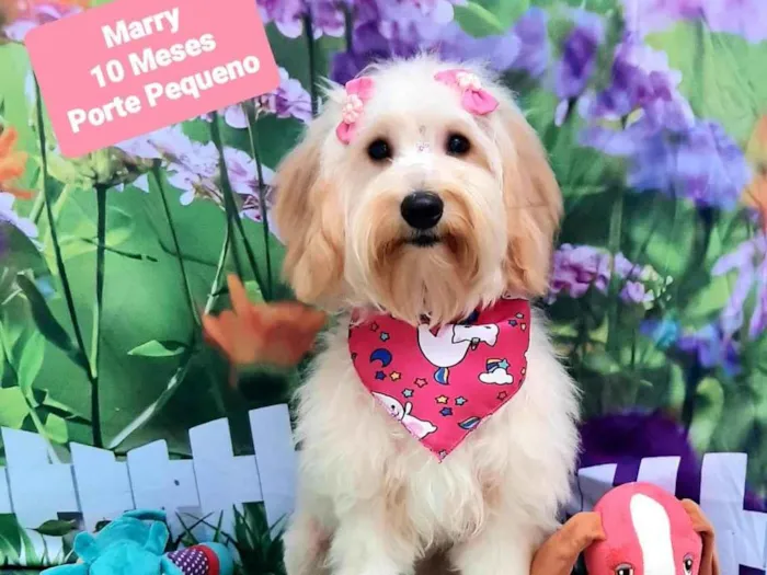 Cachorro raça SRD-ViraLata idade 7 a 11 meses nome Marry