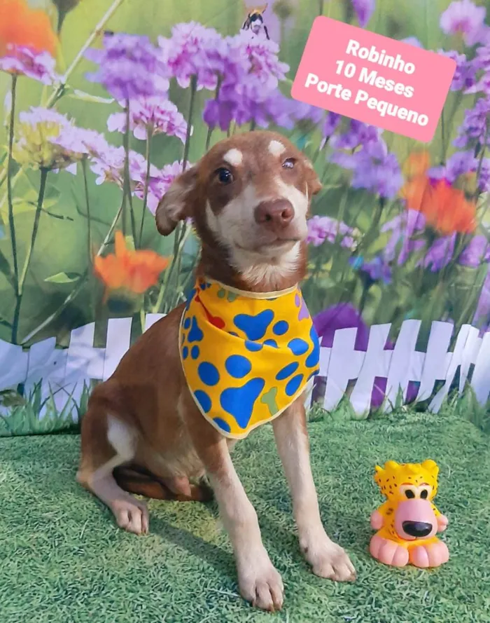 Cachorro raça SRD-ViraLata idade 7 a 11 meses nome Robinho 