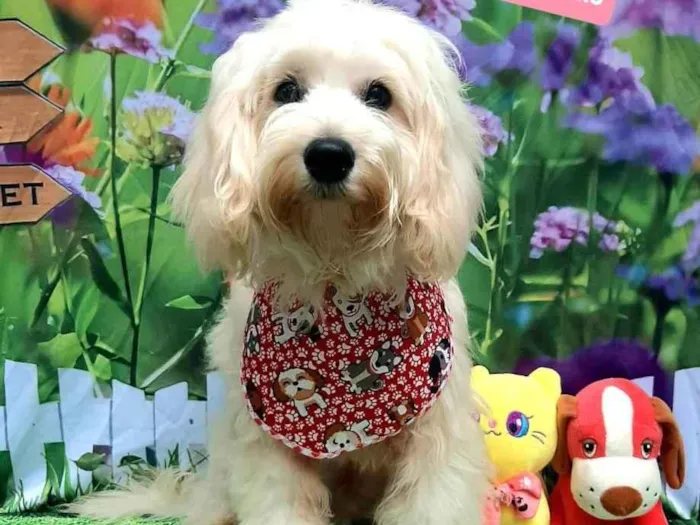 Cachorro raça SRD-ViraLata idade 7 a 11 meses nome Marley 