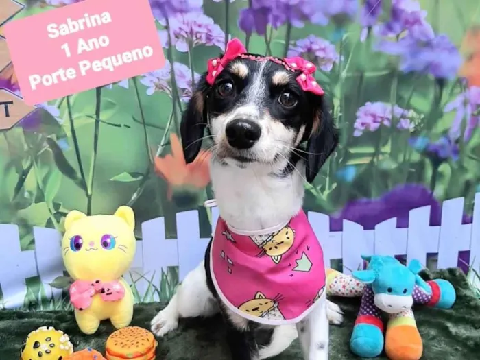 Cachorro raça SRD-ViraLata idade 1 ano nome Sabrina 