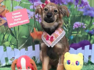 Cachorro raça SRD-ViraLata idade 2 a 6 meses nome Isis