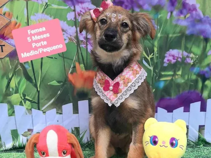 Cachorro raça SRD-ViraLata idade 2 a 6 meses nome Isis