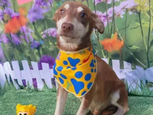 Cachorro raça SRD-ViraLata idade 7 a 11 meses nome Robinho 