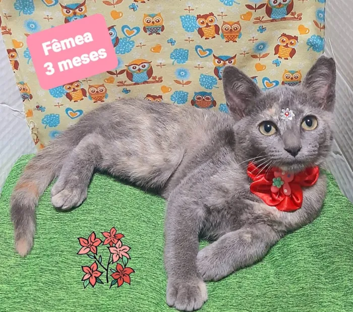 Gato raça SRD-ViraLata idade 2 a 6 meses nome Liz gato