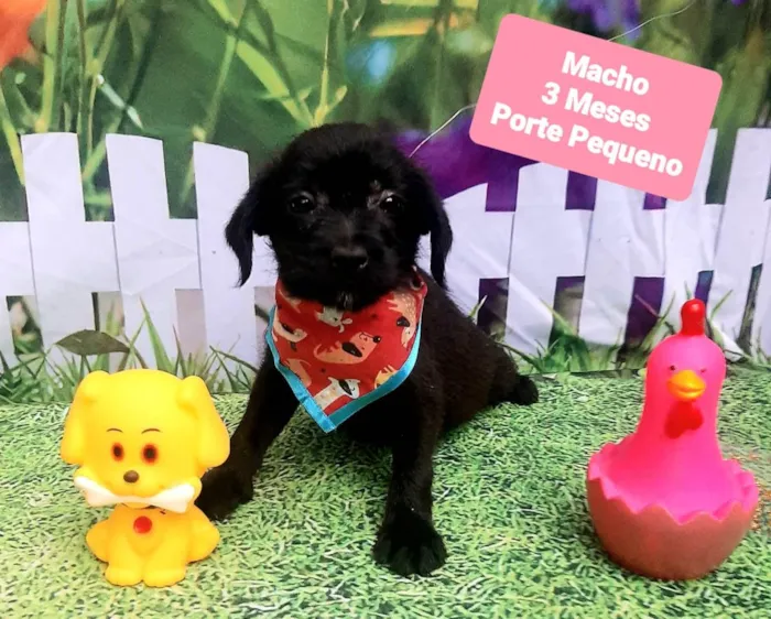 Cachorro raça SRD-ViraLata idade 2 a 6 meses nome Bolinha 