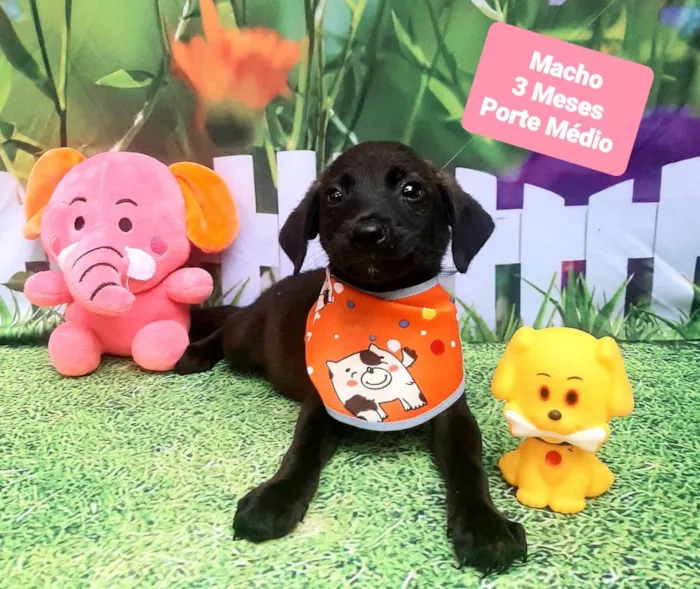 Cachorro raça SRD-ViraLata idade 2 a 6 meses nome Pretinho