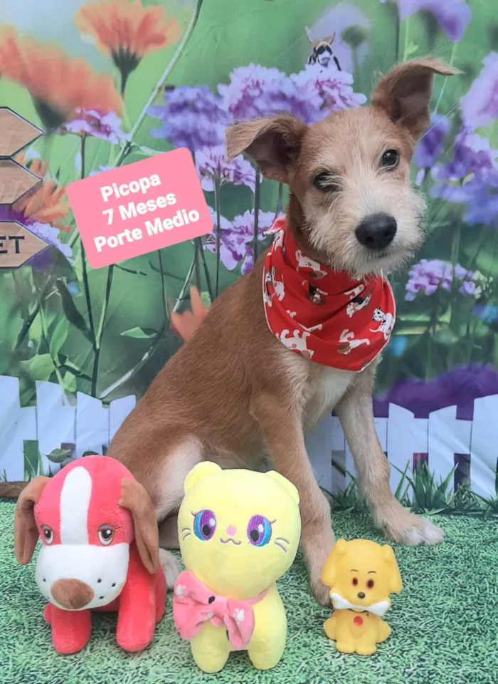 Cachorro raça SRD-ViraLata idade 7 a 11 meses nome Pipoca 