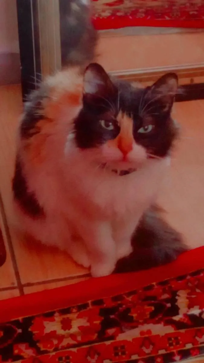 Gato raça SRD-ViraLata idade 5 anos nome Ludmilla 