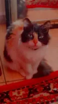 Ludmilla