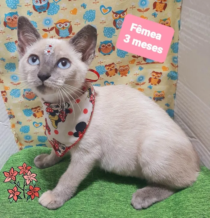 Gato raça SRD-ViraLata idade 2 a 6 meses nome Fiona gato