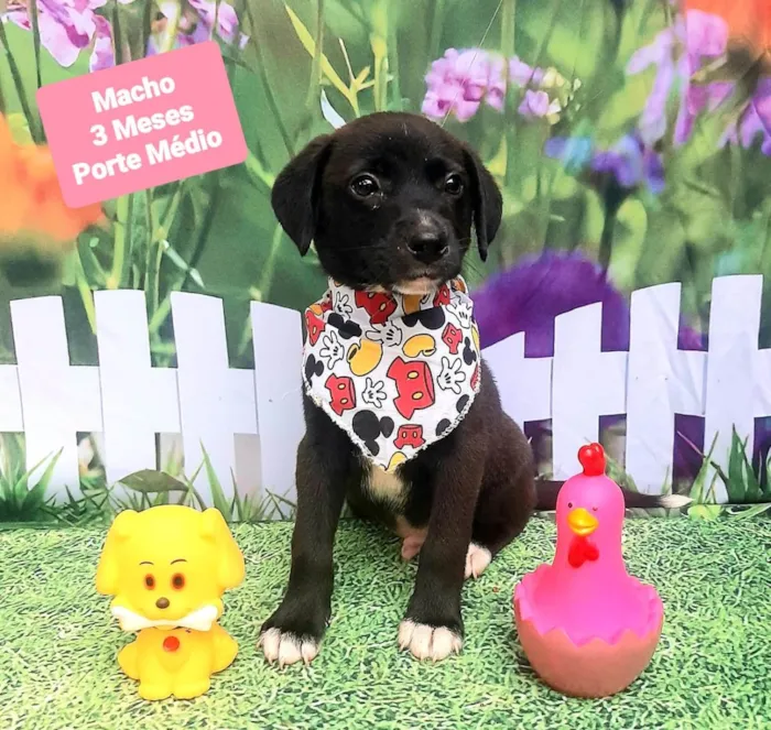 Cachorro raça SRD-ViraLata idade 2 a 6 meses nome Cleiton 