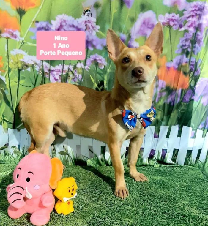 Cachorro raça SRD-ViraLata idade 1 ano nome Nino