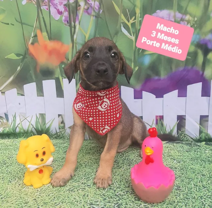 Cachorro raça SRD-ViraLata idade 2 a 6 meses nome Trevor 