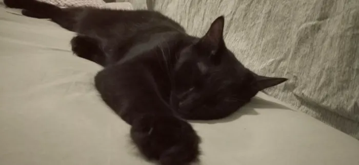 Gato raça SRD-ViraLata idade 1 ano nome Sasuke 