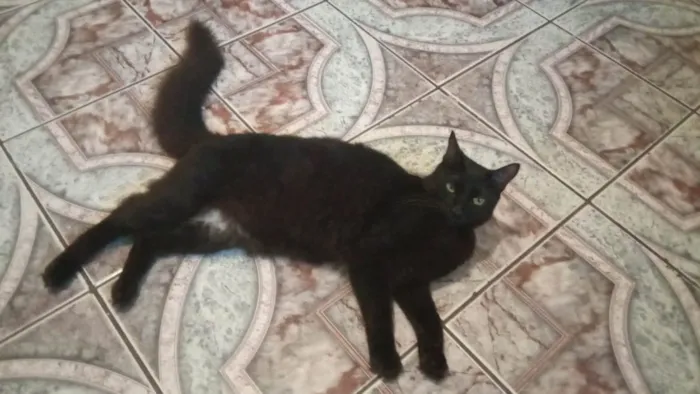 Gato raça SRD-ViraLata idade 1 ano nome Sasuke 