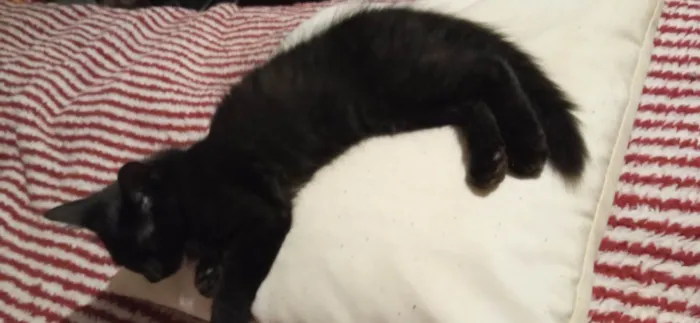 Gato raça SRD-ViraLata idade 1 ano nome Sasuke 