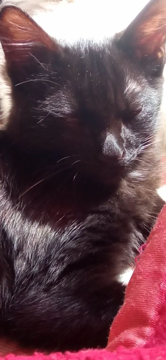 Gato raça SRD-ViraLata idade 1 ano nome Sasuke 