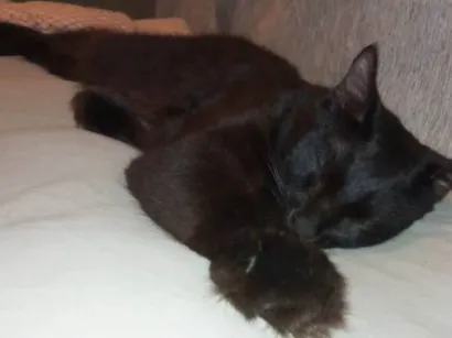 Gato raça SRD-ViraLata idade 1 ano nome Sasuke 