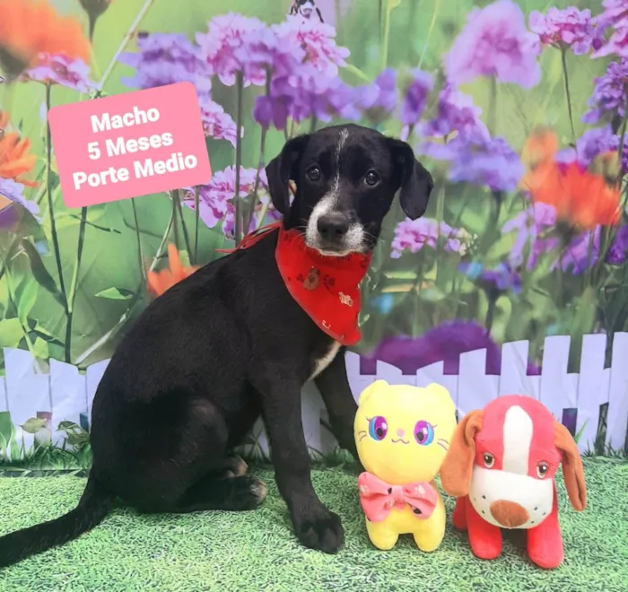 Cachorro raça SRD-ViraLata idade 2 a 6 meses nome Nicolas 