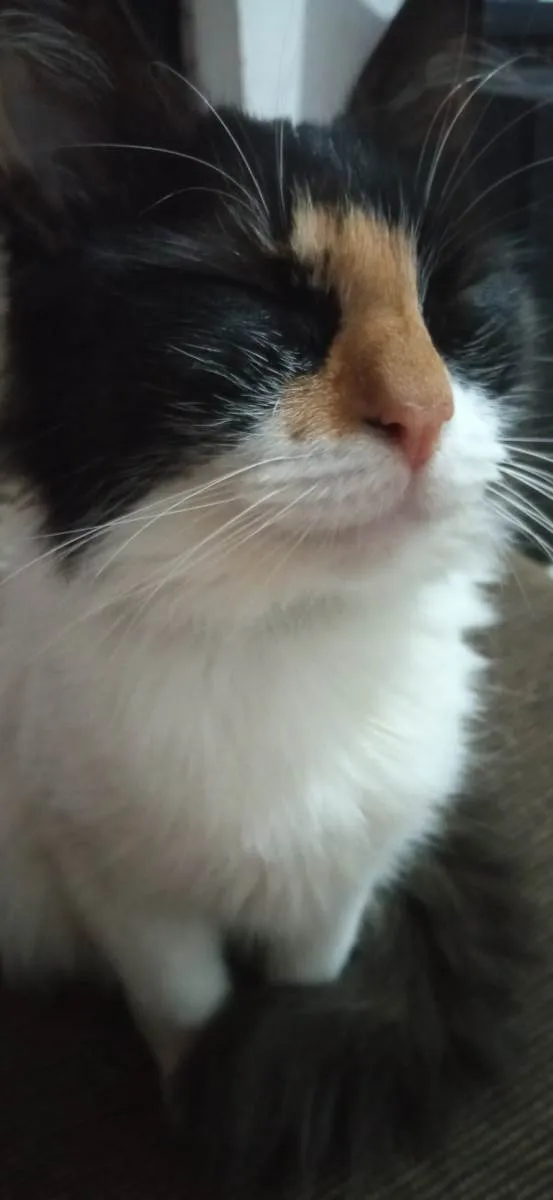 Gato raça SRD-ViraLata idade 5 anos nome Ludmilla 