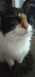 Ludmilla