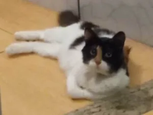 Gato raça SRD-ViraLata idade 5 anos nome Ludmilla 