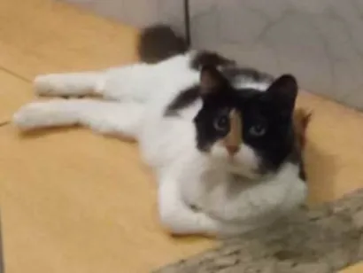 Gato raça SRD-ViraLata idade 5 anos nome Ludmilla 