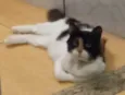 Ludmilla