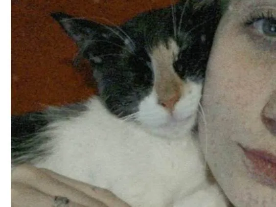 Gato raça SRD-ViraLata idade 5 anos nome Ludmilla 